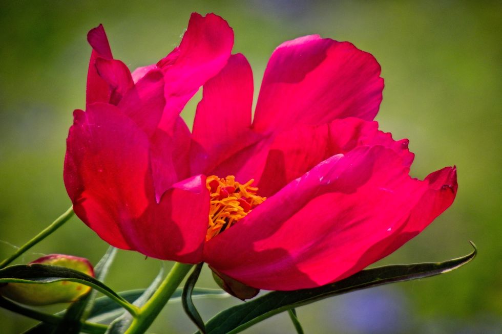Beautiful red peony flower blooming in a sunny garden during spring season Common peony silver springs botanical garden Calgary Alberta Canada