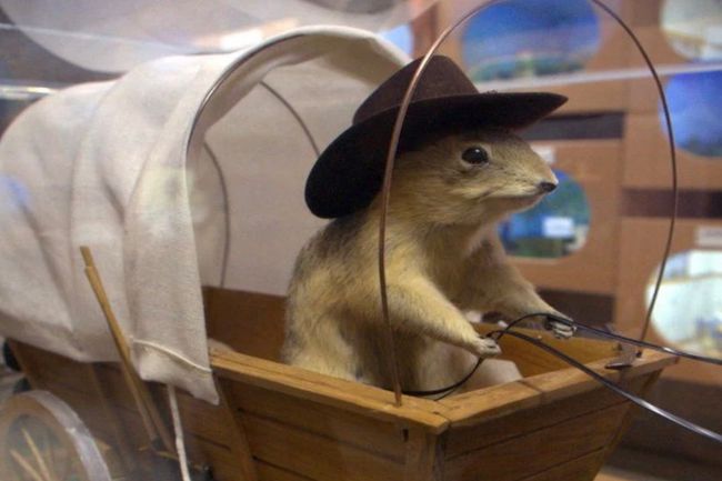 Gopher dressed up for Calgary Stampede at World famous gopher museum