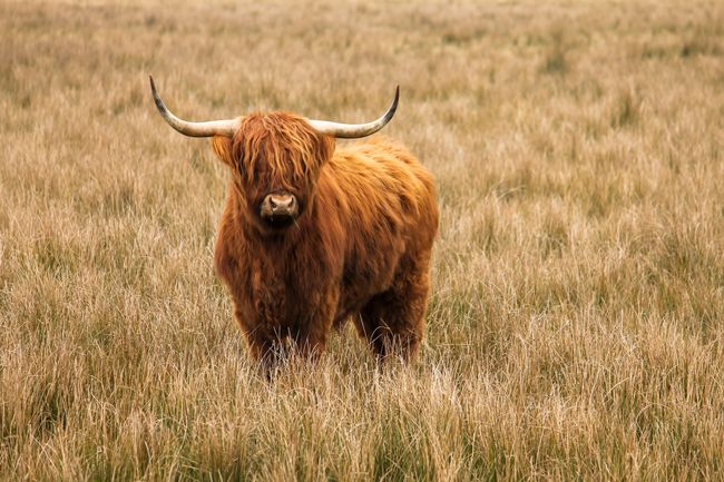 A beautiful image of a sturdy, brown Highland cow standing among the brown grass and looking into the camera. A powerful animal in a beautiful color setting