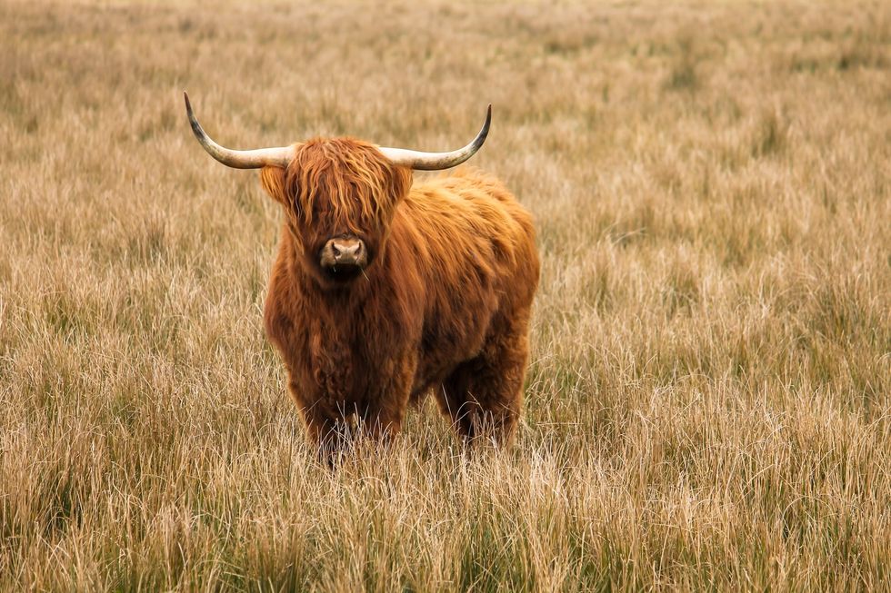 A beautiful image of a sturdy, brown Highland cow standing among the brown grass and looking into the camera. A powerful animal in a beautiful color setting