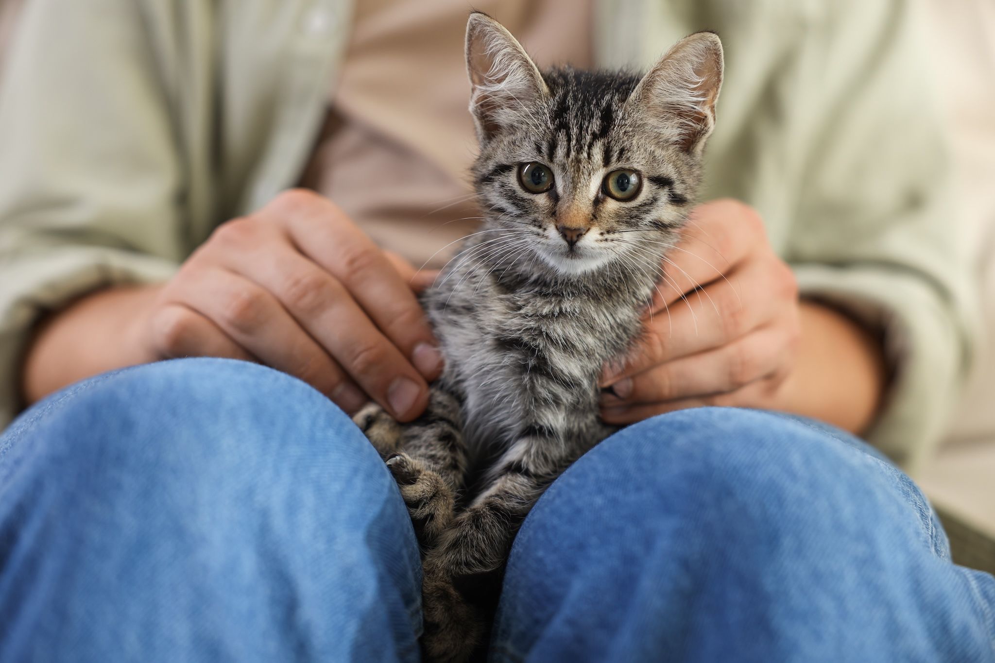 Man with cute kitten at home, closeup