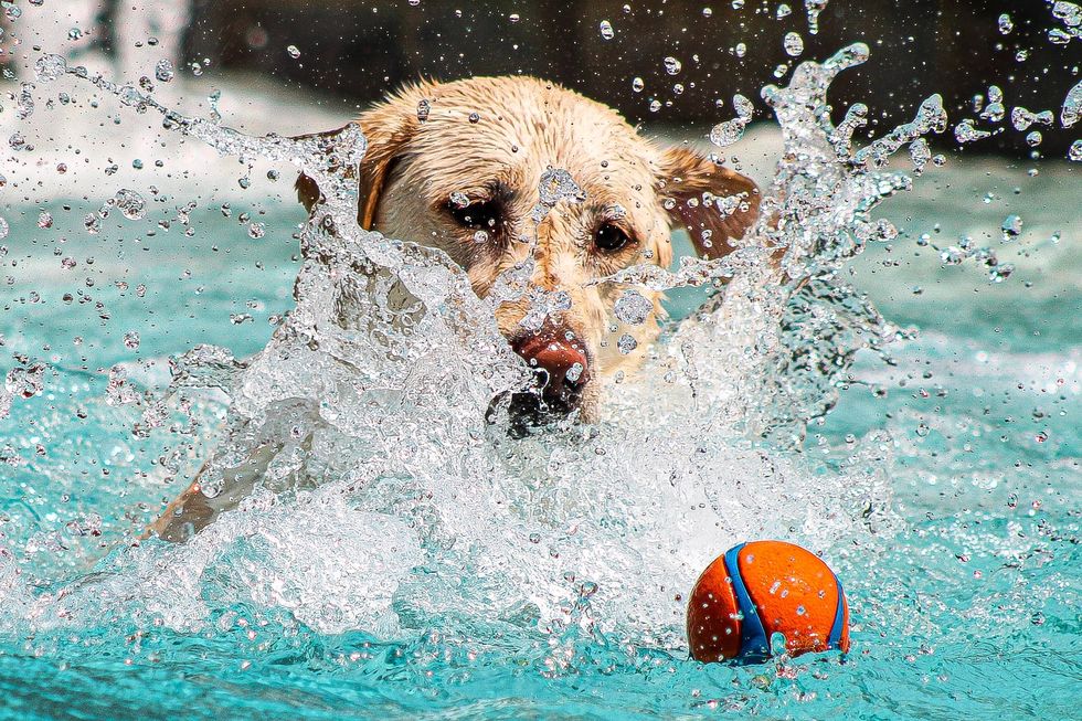 A labrador retriever splashes water around during a fun outing to the pool. This female lab loves swimming and fetching her toys.