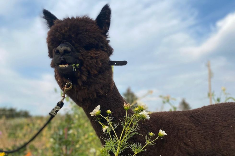 blooms on 7 alpaca