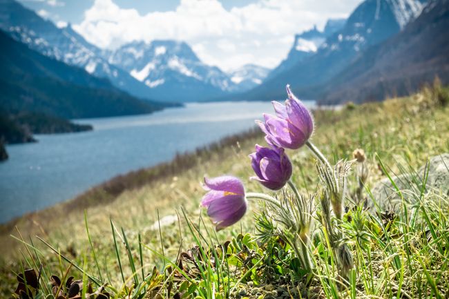 Wildflowers (harebells) closeup with lake and mountains in backdrop, shot in Waterton National Park, Alberta, Canada