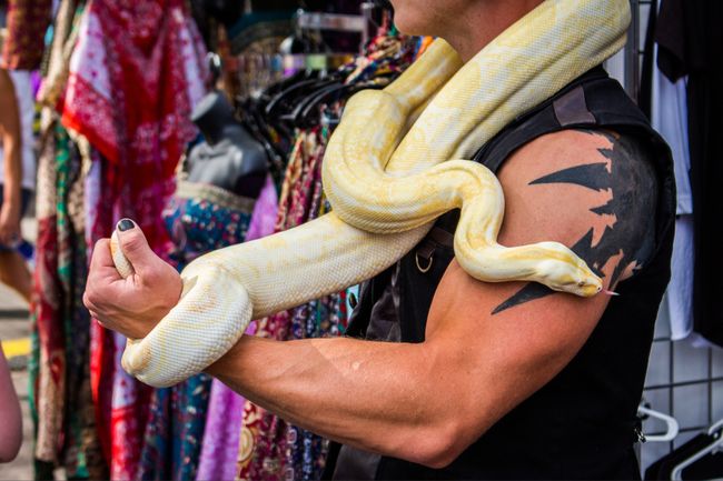 edmonton fringe festival