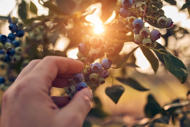 Human hand picking fresh blueberries on a farm.