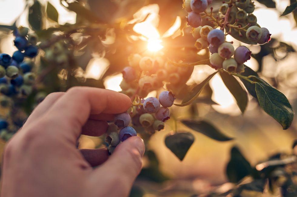 Human hand picking fresh blueberries on a farm. Human hand picking fresh blueberries on a farm.