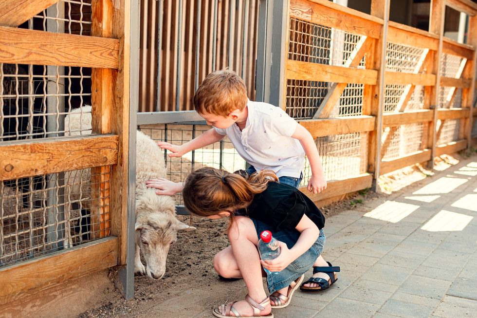 Children petting a sheep at the petting zoo.