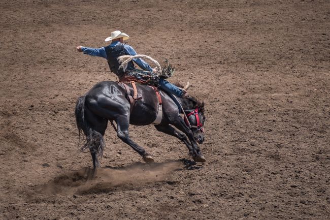 Cowboy riding a bucking bronco in a rodeo