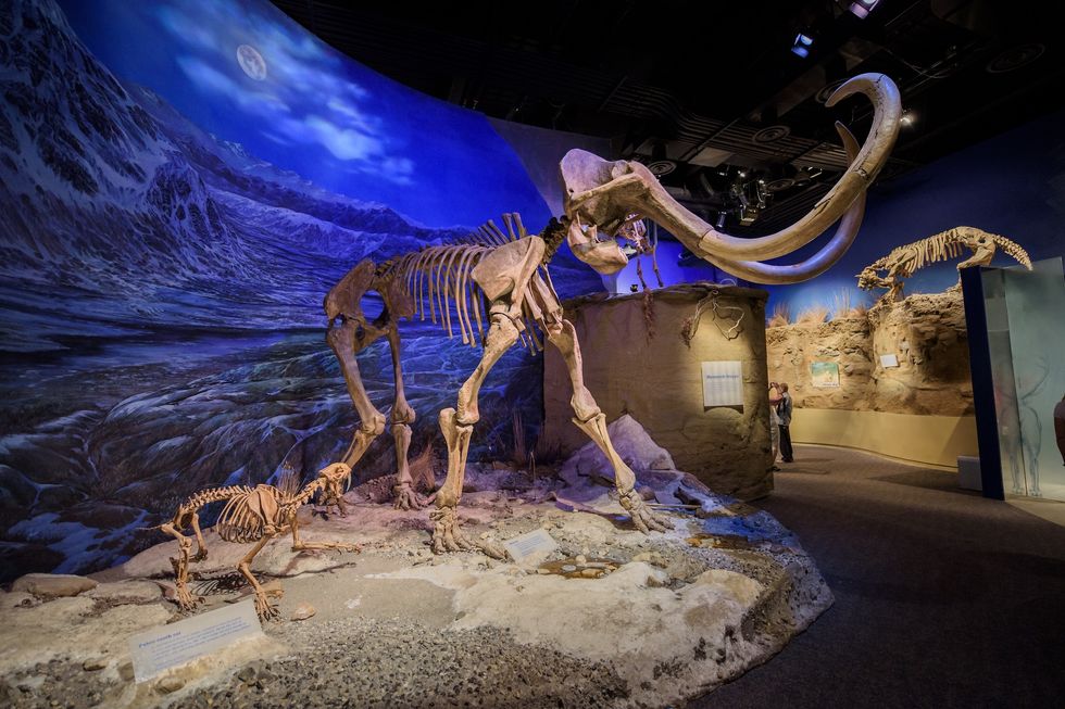 Royal Tyrell Preserved skeleton of a Mammoth and a Saber-toothed cat at the Dinosaurs exhibits of the Royal Tyrrel Museum of Palaeontology in Alberta.