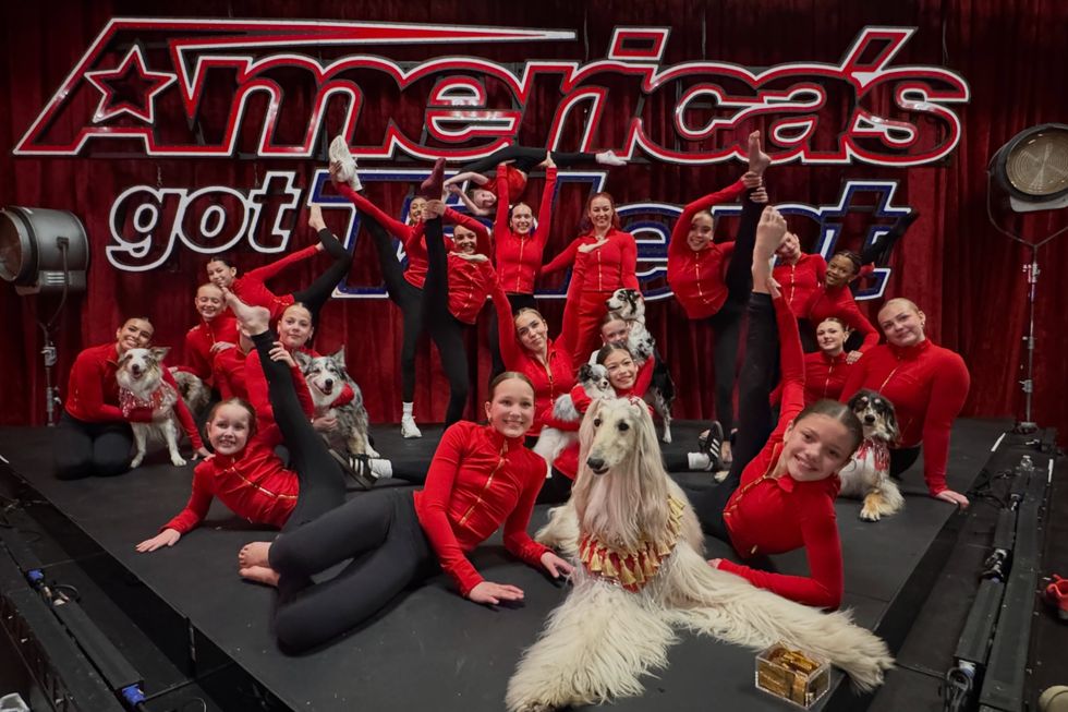 acro canine crew acro canine crew