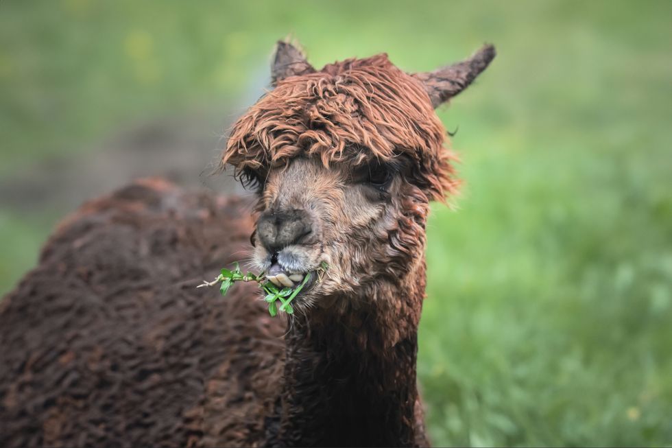 alpaca