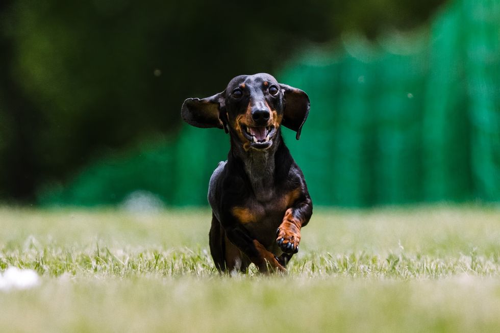 Black and Tan Dachshund Running Lure Course Dog Sport