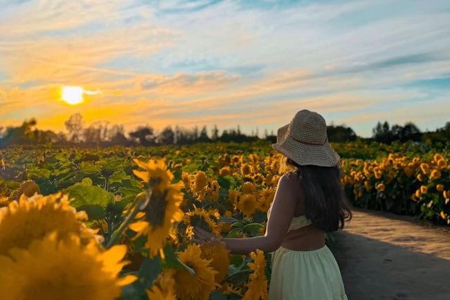 Richmond Country Farms sunflower festival