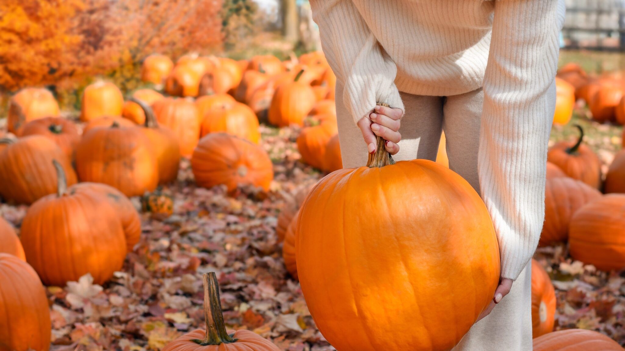 You can pick pumpkins and tackle a 10-acre corn maze at this Calgary farm You can pick pumpkins and tackle a 10-acre corn maze at this Calgary farm