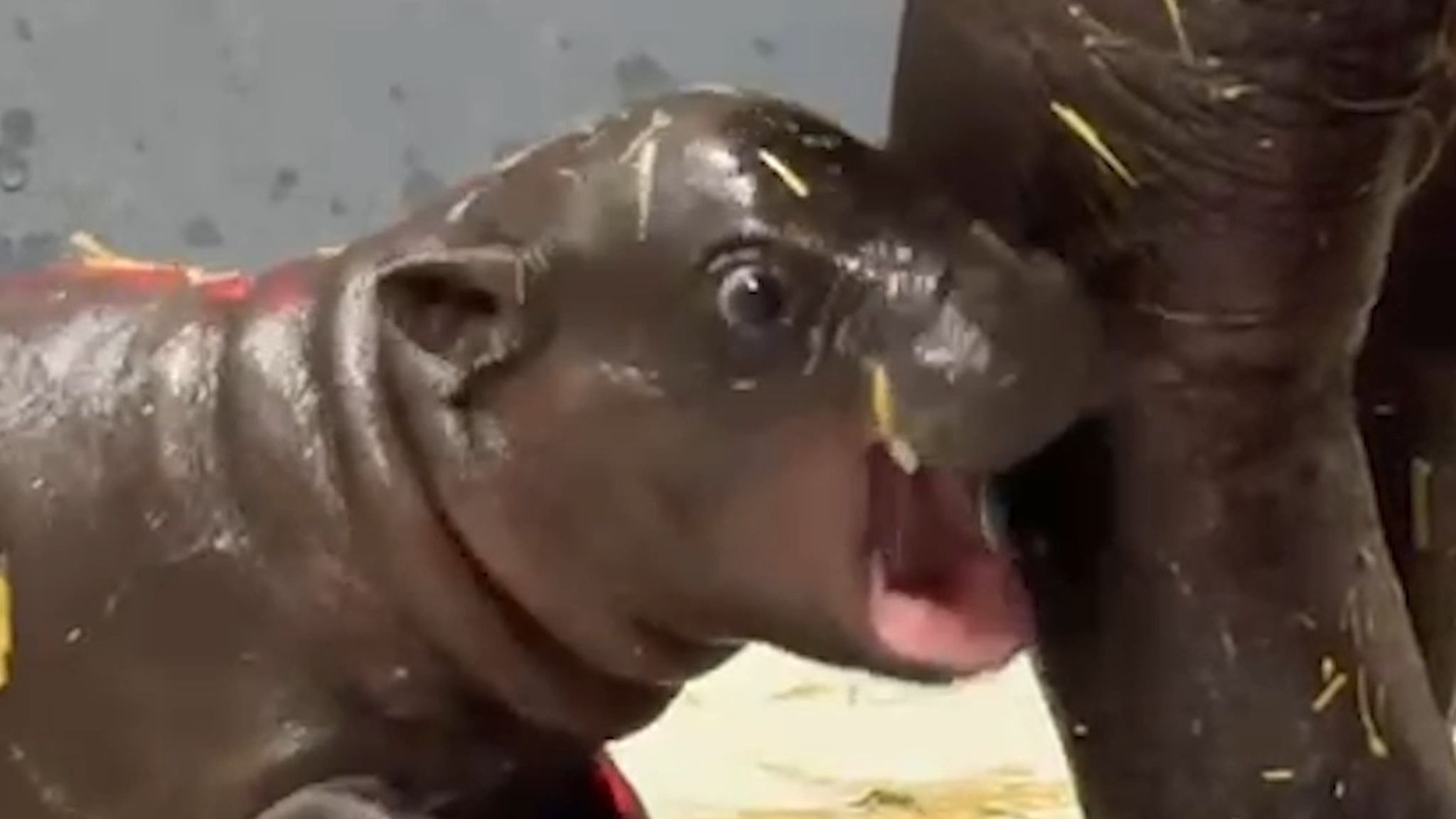 This Toronto Zoo newborn is giving major house hippo vibes This Toronto Zoo newborn is giving major house hippo vibes