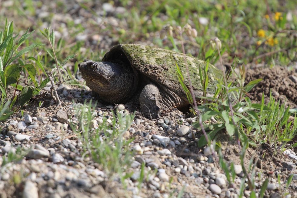 turtle tunnels
