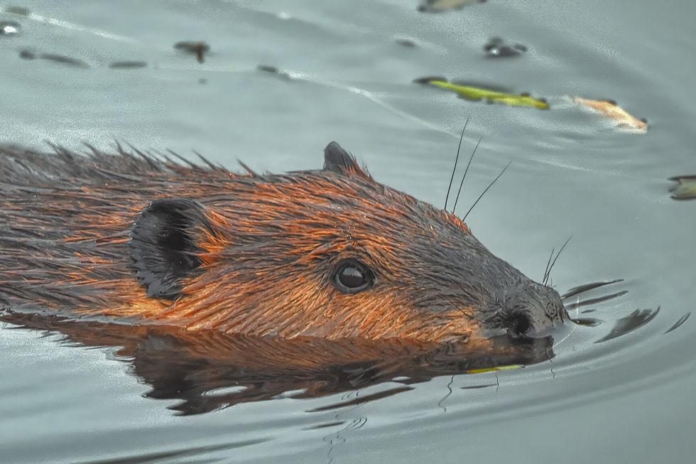 The North American Beaver is the universal symbol of Canadian Industriousness. Nature's bio engineer