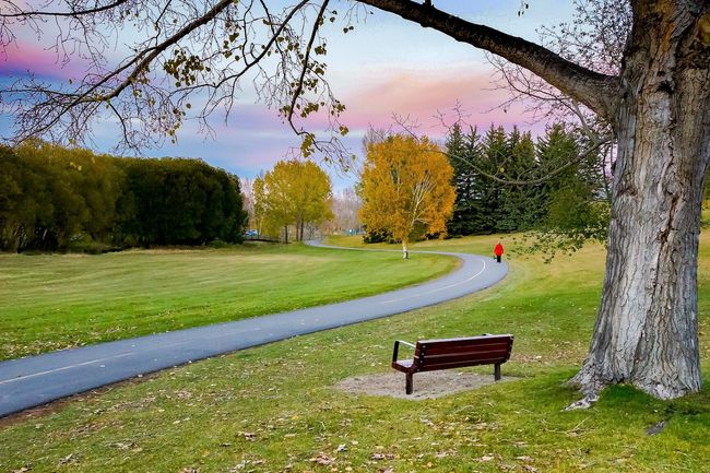 Fall foliage at Confederation Park, Calgary