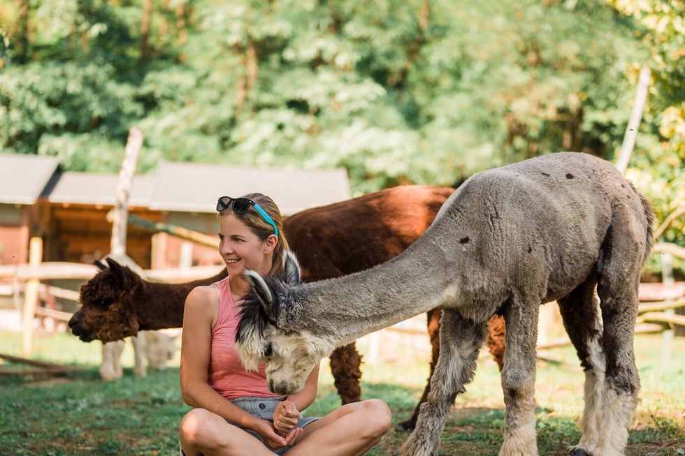 Woman sitting with alpacas at farm