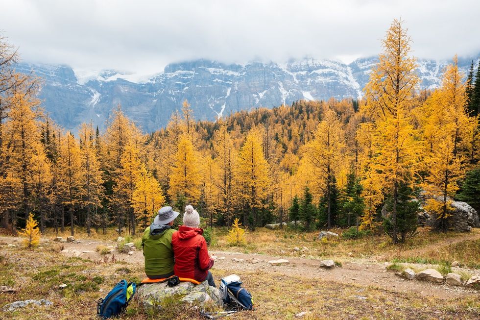 Larch season Tourists hiking in Larch Valley. Banff National Park, Canadian Rockies, Alberta, Canada. Golden yellow larch forest in Fall season. Valley of the Ten Peaks in the background.