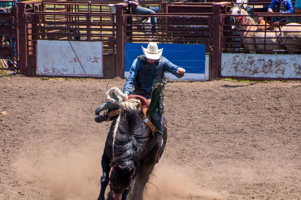 Rodeo A cowboy is riding a bucking bronco at a rodeo in an arena. The horse is bucking wildly. The cowboy is wearing black with white hat. There is a red metal gate behind. They are in a dirt arena.