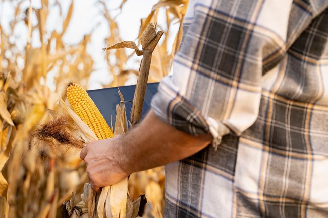 Closeup , detail shot, man with tablet in one hand checking corn quality before harvest