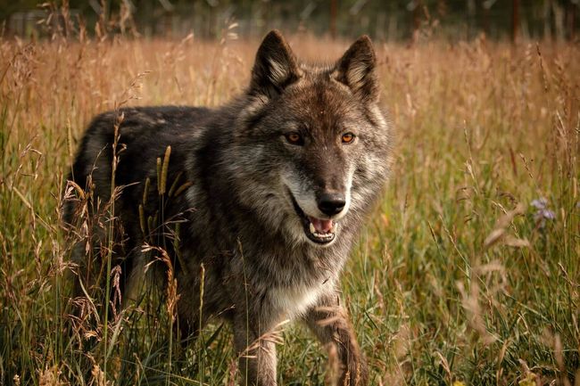 Wolfdog at Yamnuska Wolfdog Sanctuary