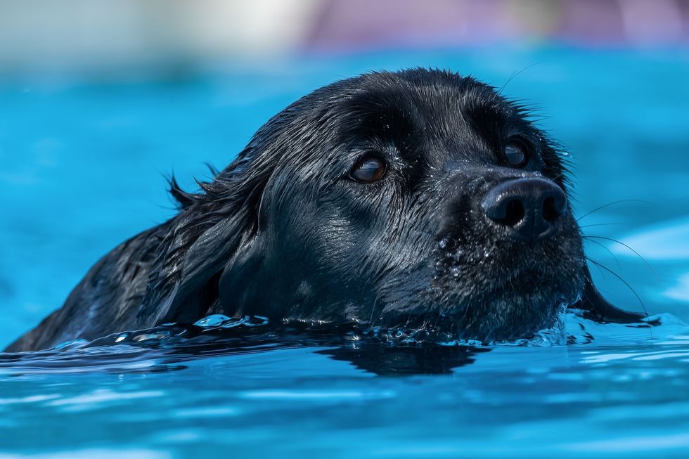 dog swims toronto