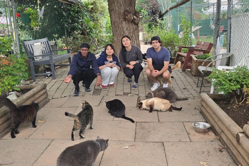raps cat sanctuary richmond