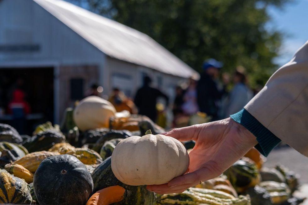A person selecting a small white pumpkin at an outdoor market with a barn and people in the background.