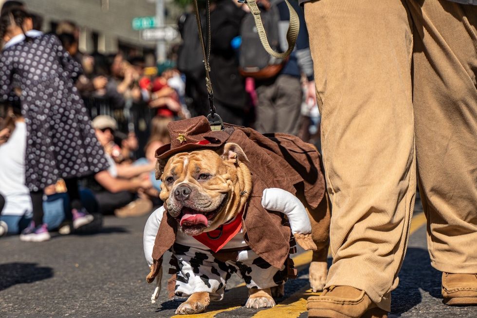 Dog costume contest