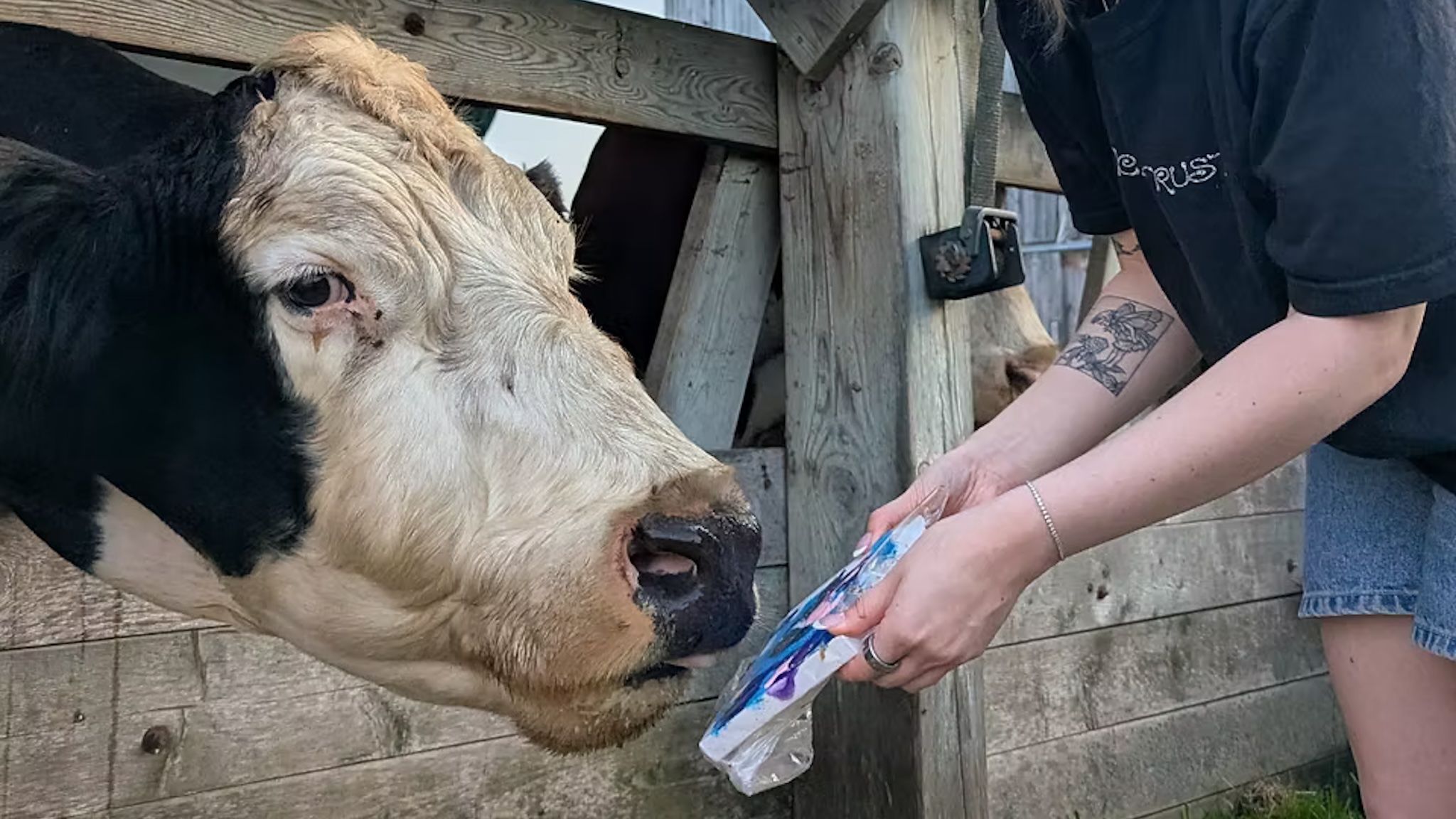 These rescued cows are artists and their paintings are coming to Toronto