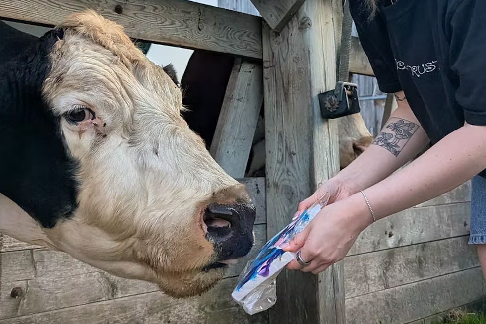 cows on canvas