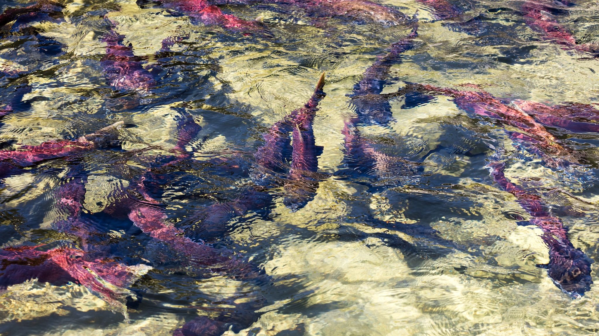 Where to see spawning salmon in Metro Vancouver and beyond